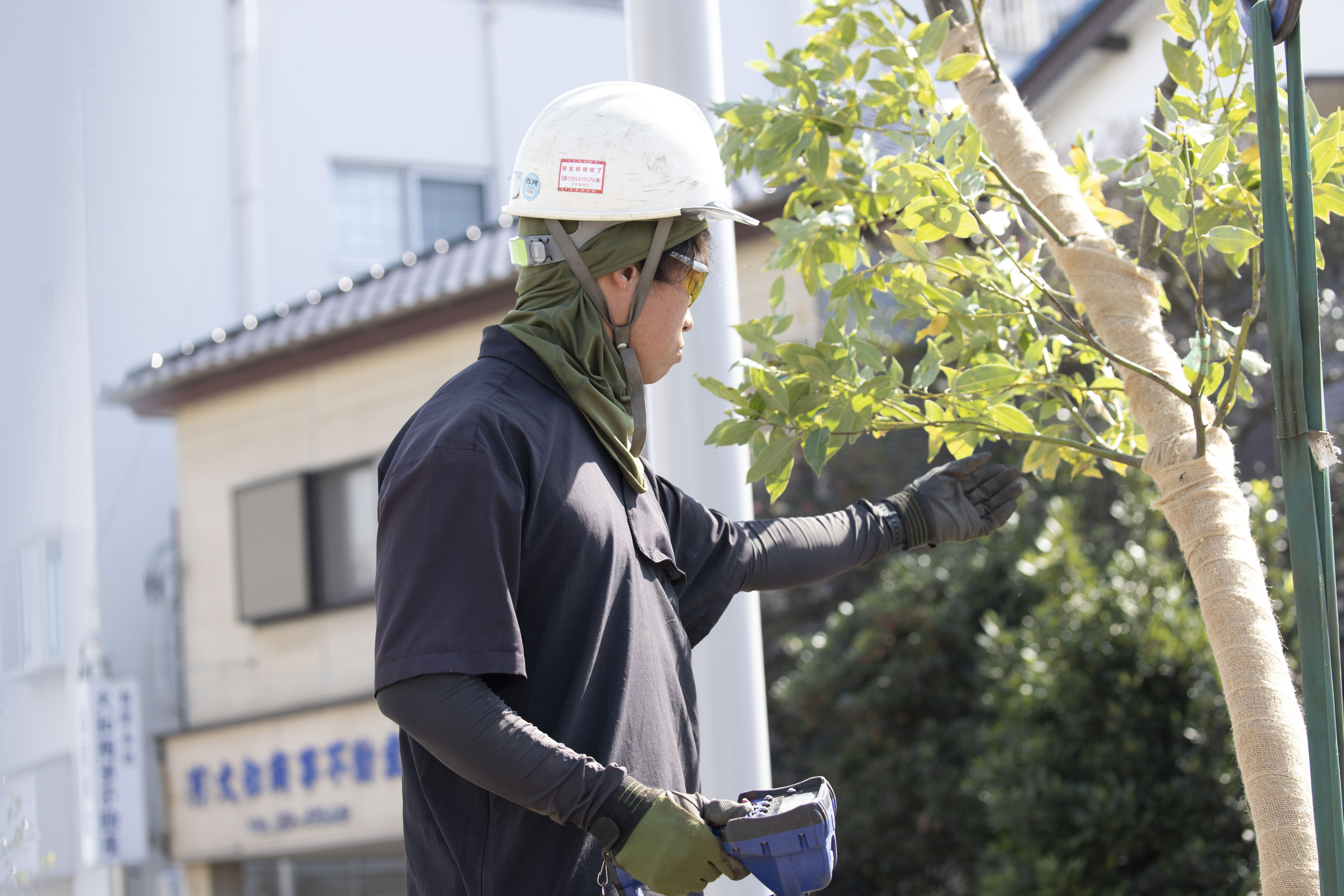 樹木の枝葉を確認するヘルメット姿のスタッフ